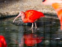 20151103 Basler Zoo 04967