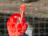 20151103 Basler Zoo 04968