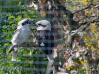 20151103 Basler Zoo 04969