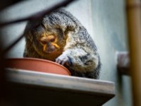 20151103 Basler Zoo 04970