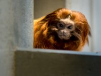 20151103 Basler Zoo 04973