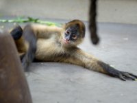 20151103 Basler Zoo 04976