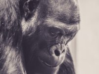 20151103 Basler Zoo 04978