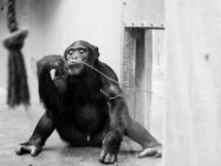 20151103 Basler Zoo 04999