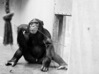 20151103 Basler Zoo 05001