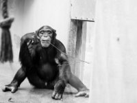 20151103 Basler Zoo 05002