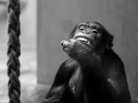 20151103 Basler Zoo 05006