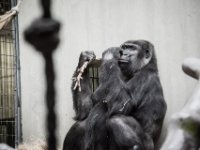 20151103 Basler Zoo 05011