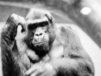 20151103 Basler Zoo 05014