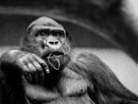 20151103 Basler Zoo 05019