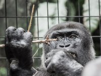 20151103 Basler Zoo 05020