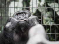 20151103 Basler Zoo 05022