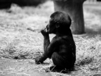 20151103 Basler Zoo 05023