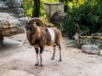 20151103 Basler Zoo 05035