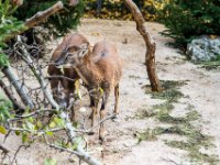 20151103 Basler Zoo 05037