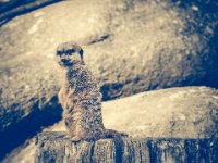 20151103 Basler Zoo 05041