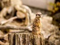 20151103 Basler Zoo 05047