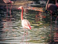 20151103 Basler Zoo 05048