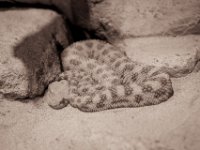 20151103 Basler Zoo 05051