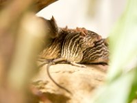 20151103 Basler Zoo 05060