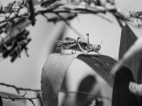 20151103 Basler Zoo 05065