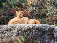 20151103 Basler Zoo 05074