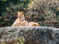 20151103 Basler Zoo 05075