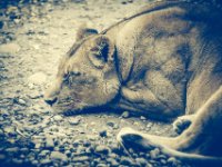 20151103 Basler Zoo 05076