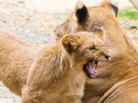 20151103 Basler Zoo 05082