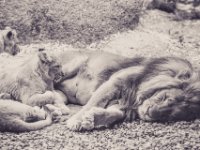 20151103 Basler Zoo 05084