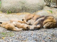 20151103 Basler Zoo 05088