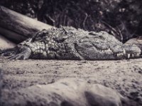 20151103 Basler Zoo 05093