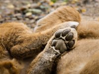 20151103 Basler Zoo 05095