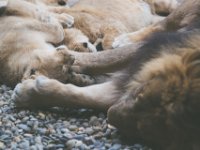 20151103 Basler Zoo 05097