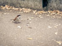 20151103 Basler Zoo 05101