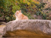 20151103 Basler Zoo 05106