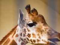 20151103 Basler Zoo 05110