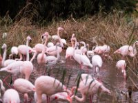 20151103 Basler Zoo 05111