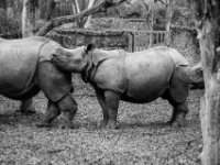 20151103 Basler Zoo 05114