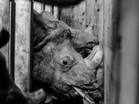 20151103 Basler Zoo 05127