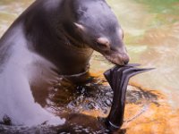 20151103 Basler Zoo 05151