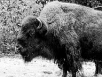 20151103 Basler Zoo 05162