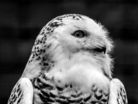 20151103 Basler Zoo 05169