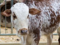 20151103 Basler Zoo 05175