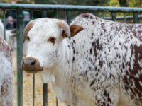 20151103 Basler Zoo 05176