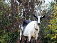 20151103 Basler Zoo 05183