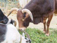 20151103 Basler Zoo 05184