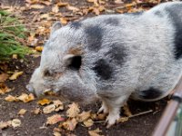 20151103 Basler Zoo 05191