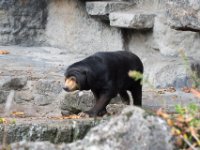 20151103 Basler Zoo 05195