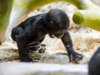 20151103 Basler Zoo 05198